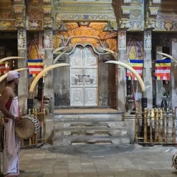 День 5. Слоны, Королевский ботсад и храм зуба Будды