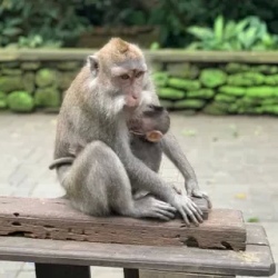 День 2. Убуд и Лес Обезьян.