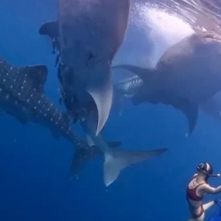 День 2. Китовые акулы, океан и путь к Komodo National Park