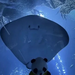 День 6. Парк Chimelong Ocean Kingdom и вечерний Чжухай