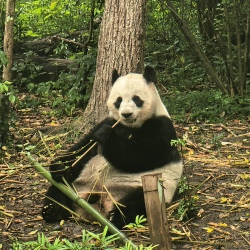День 2. Чэнду: Панды, Jinli, Taikoo Li