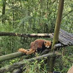 День 2. Чэнду: Панды, Jinli, Taikoo Li