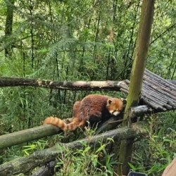 День 2. Чэнду: Панды, Jinli, Taikoo Li