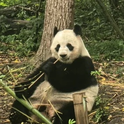 День 2. Чэнду: Панды, Jinli, Taikoo Li