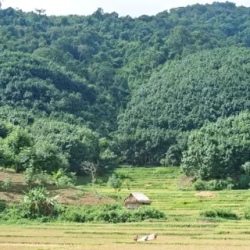 День 10. Нацпарк Луангнамтха