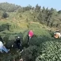 День 2. Панды и аромат чая
