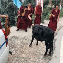 День 5. Новый Тибет Дарамсала