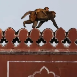 День 7. Джайпур