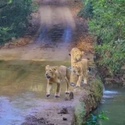 День 8. Diu - Sasan Gir (66km / 02hrs)