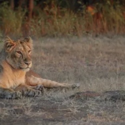 День 8. Diu - Sasan Gir (66km / 02hrs)