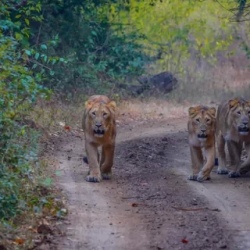 День 9. Sasan Gir - Junagarh (160km / 03hrs)