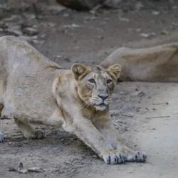 День 9. Sasan Gir - Junagarh (160km / 03hrs)