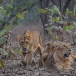 День 9. Sasan Gir - Junagarh (160km / 03hrs)
