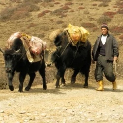 День 6. Kalipokri (3185m) – Sadakphu (3635m) (Trekking 03r