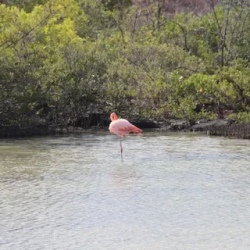 День 8. Trip to Isabela Island