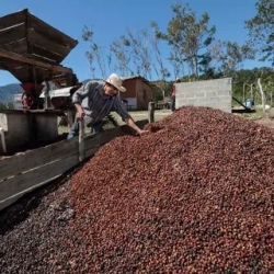 День 5. Coffee Farmer Experience in the Colombian Countrys
