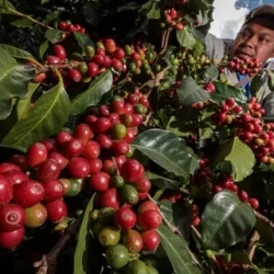 День 5. Coffee Farmer Experience in the Colombian Countrys