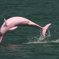 День 6. Yaku Warmi & Pink River Dolphins