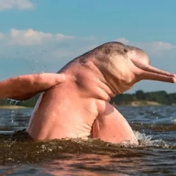День 6. Yaku Warmi & Pink River Dolphins