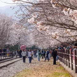 День 3. Переезд в Пусан. Фестиваль цветения сакуры в Чимхэ