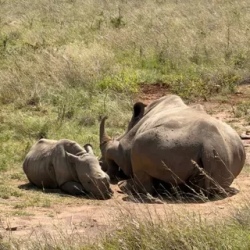 День 2. Nairobi Park