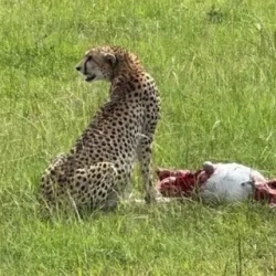 День 3. Masai Mara