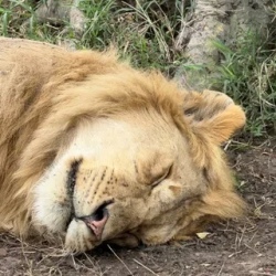 День 3. Masai Mara