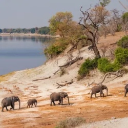 День 9. Chobe