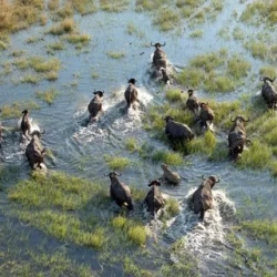 День 9. Chobe