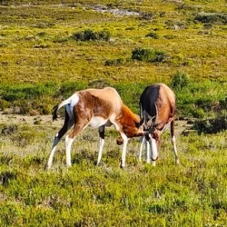 День 6. De Hoop national Reserve