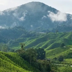 День 4. Cameron Highlands