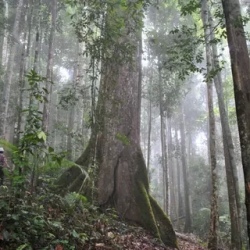 День 5. Belum Rainforest