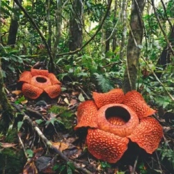 День 6. Belum Rainforest