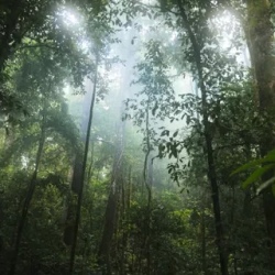 День 6. Belum Rainforest