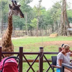День 12. Фукуок. Vinpearl Safari и парк Vinwonders