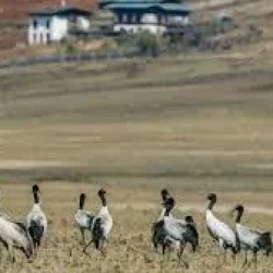 День 7. Bumthang Phobjikha Valley (Approx. 4-5 hrs)