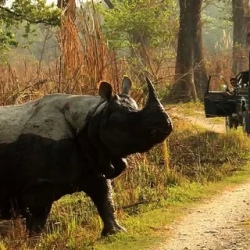 День 3. Chitwan Jungle Safari & Cultural Experience