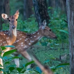 День 3. Chitwan Jungle Safari & Cultural Experience