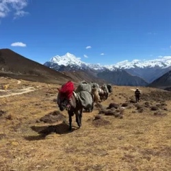 День 13. Laya to Taktshemakha Trek-ends & Drive to Gasa