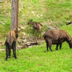День 16. Thimphu Sightseeing