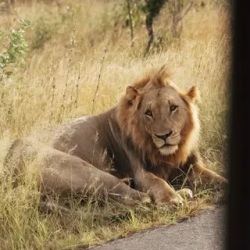 День 5. Safari day в Крюгере — Большая пятерка