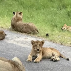 День 8. Kruger National Park