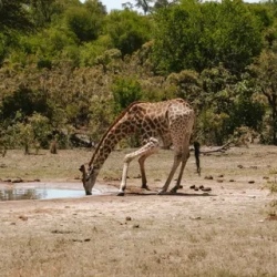 День 7. Safari day в Крюгере — в поисках Большой пятерки
