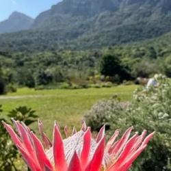 День 2. Kirstenbosch, Bo Kaap, Table Mountain, Camps Bay