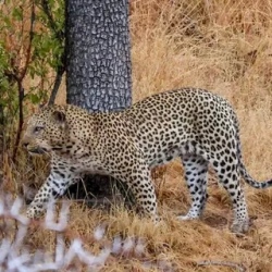 День 7. Kruger National Park