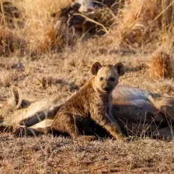 День 8. Kruger National Park