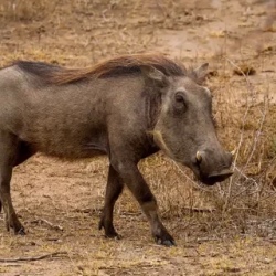 День 8. Kruger National Park