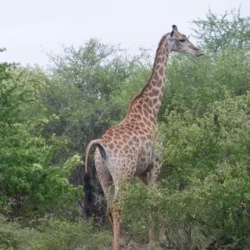 День 3. Tuesday, MPUMALANGA (KRUGER NATIONAL PARK)
