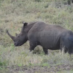 День 3. Tuesday, MPUMALANGA (KRUGER NATIONAL PARK)