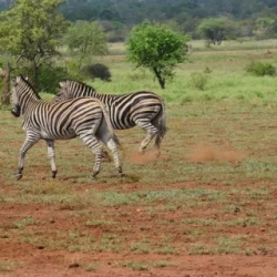 День 3. Tuesday, MPUMALANGA (KRUGER NATIONAL PARK)